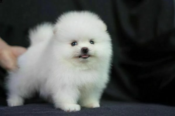  volpino pomerania originale 