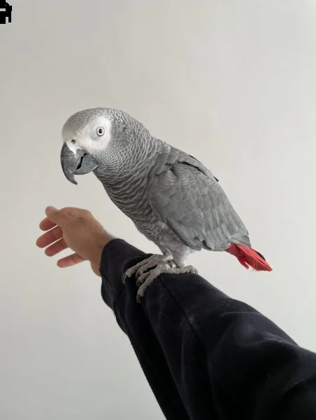 pappagallo grigio africano in adozione