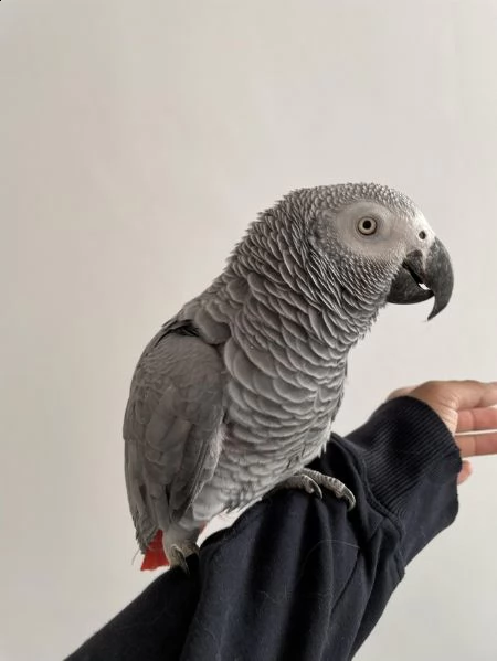 pappagallo grigio africano in adozione | Foto 1