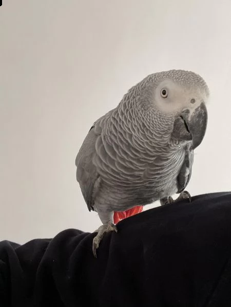 pappagallo grigio africano in adozione | Foto 0