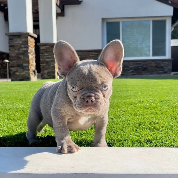 dolce regalo cucciolo bulldog francese