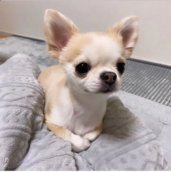 regalo cucciolo regalo cuccioli di chihuahua