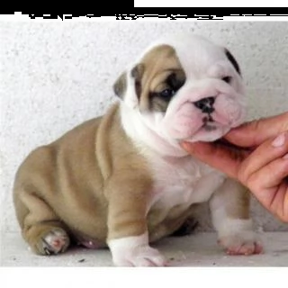 adorabili cuccioli di bulldog inglese femminucce e maschietti disponibili per l'adozione