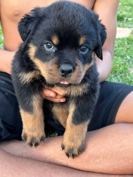   cuccioli di rottweiler di alta qualità