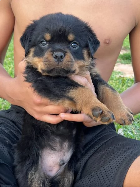 regalo  cuccioli di rottweiler di alta qualità