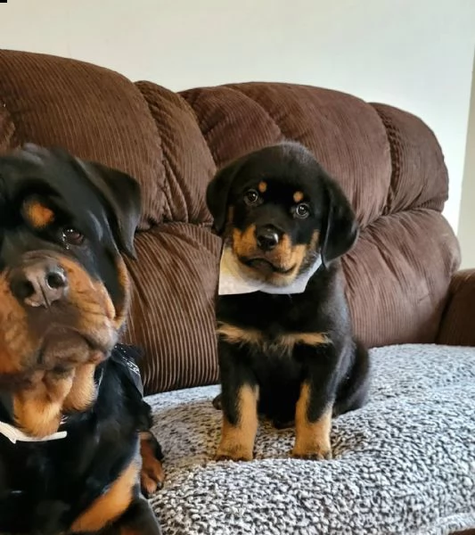 regalo cuccioli rottweiler cuccioli  | Foto 0