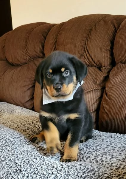 rottweiler cani & cuccioli 