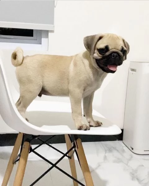 uiouio simpatico regalo di cuccioli di carlino