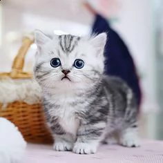 regalo meravigliosi gattini munchkin con pedigree