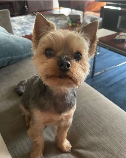 regalo cucciolo regalo abbiamo avere amorevole yorkie cuccioli per l'adozione abbiamo avere yorkie a