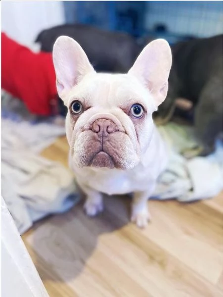regalo cucciolo bulldog francese