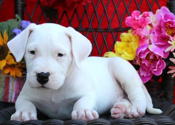 regalo adorabili cuccioli di dogo argentino femminucce e maschietti disponibili per l'adozione gratu