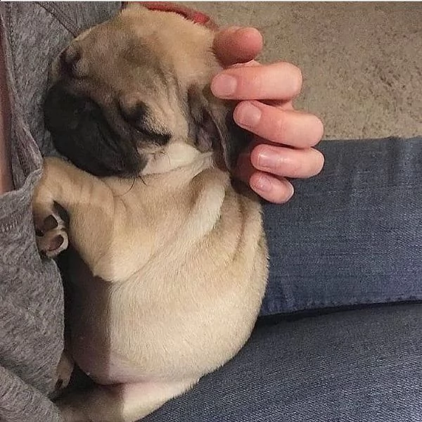 simpatico regalo di cuccioli di carlino