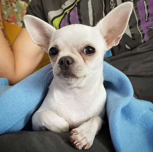 wrewtew regalo cucciolo regalo cuccioli di chihuahua