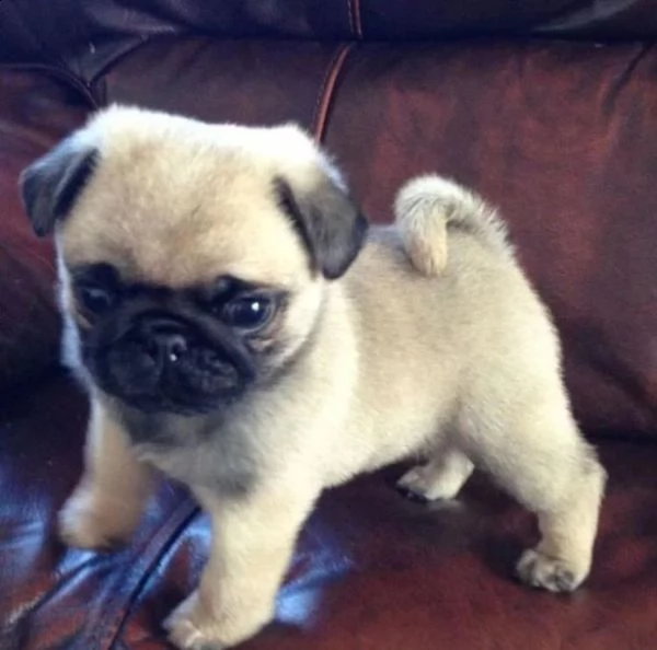 iuoio regalo di cuccioli di carlino