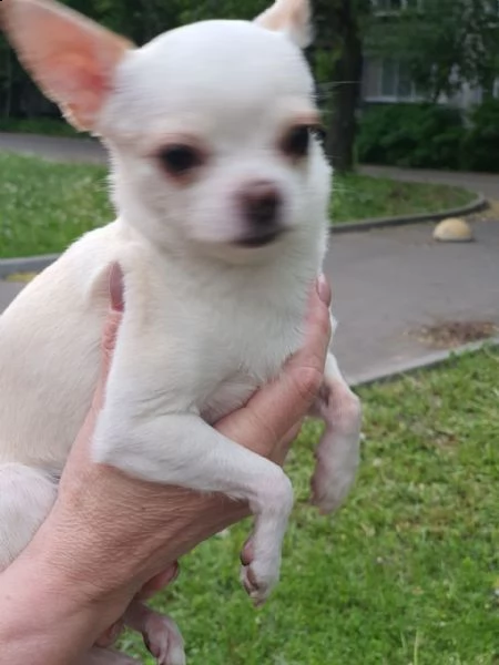 regalo cucciolo regalo cuccioli di chihuahua