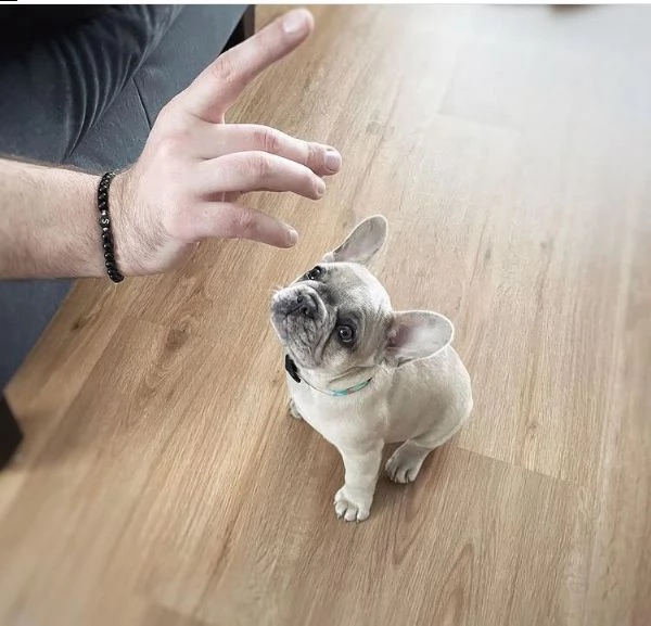 1regalo cucciolo bulldog francese