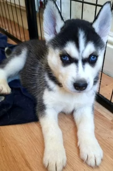 regalo siberian husky con pedigree .