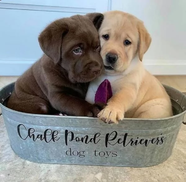   cuccioli di labrador retriever addestrati a casa