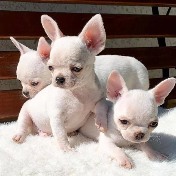  bellissimi cuccioli di chihuahua da reinserire in casa