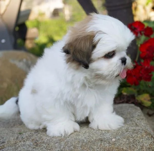  adorabili cuccioli di shih tzu maschi e femmine