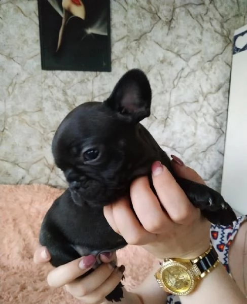 regalo cucciolo bulldog francese