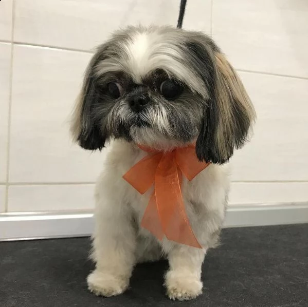 regalo cucciolo regalo shitzu