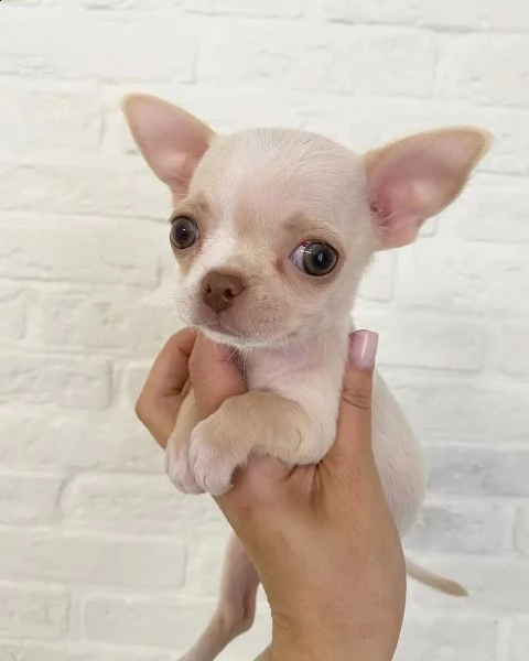 --cucciolo regalo cuccioli di chihuahua