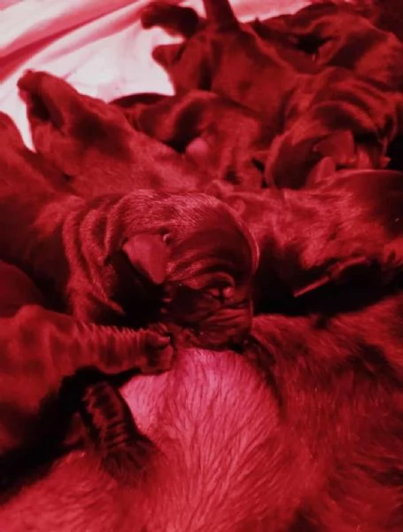 Cuccioli di Schnauzer Nero Gigante | Foto 7