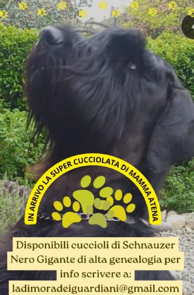 Cuccioli di Schnauzer Nero Gigante | Foto 1