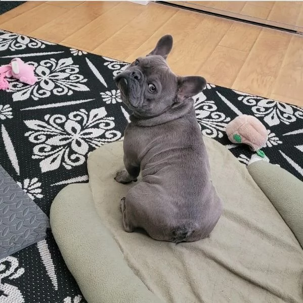 regalo cucciolo bulldog francese