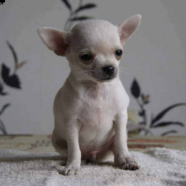 regalo cucciolo regalo cuccioli di chihuahua mini toy cuccioli di chihuahua mini toy , ancora dispon