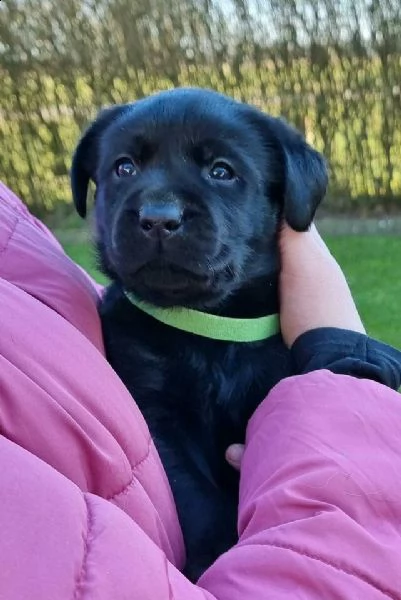  regalo cuccioli di labrador | Foto 0