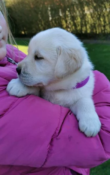  regalo cuccioli di labrador