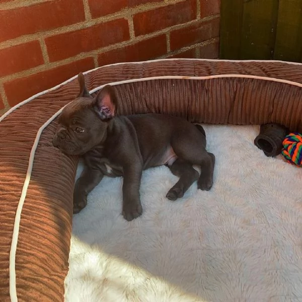 bulldog francese in adozione ???? | Foto 1