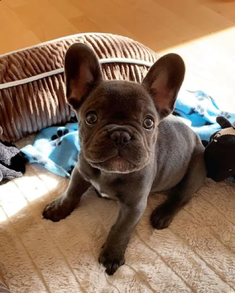 bulldog francese in adozione ????