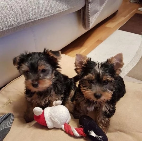 fantastici cuccioli dello yorkshire | Foto 0
