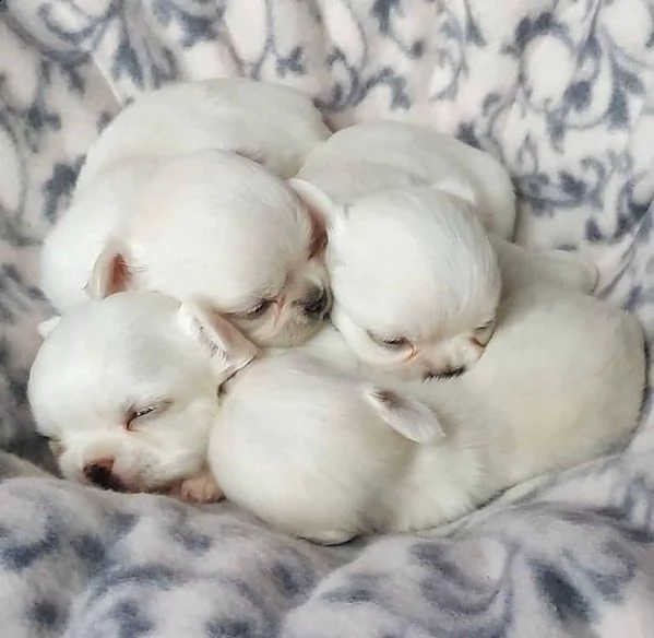 cuccioli di chihuahua in adozione