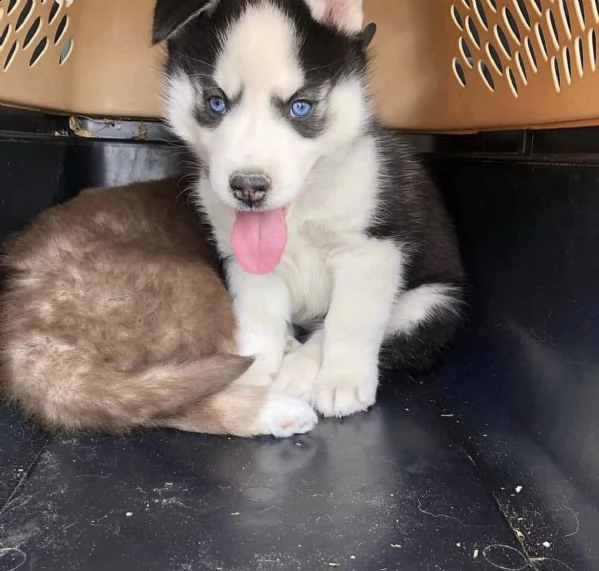 cuccioli husky siberiano  | Foto 0