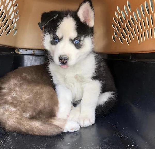 cuccioli husky siberiano 