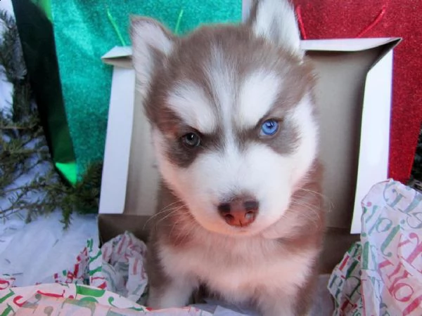cucciolo di husky siberiano  | Foto 0