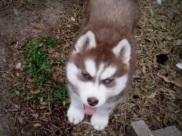 cucciolo di husky siberiano 