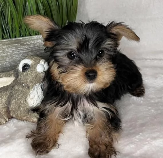 cucciolo di yorkshire terrier  | Foto 0