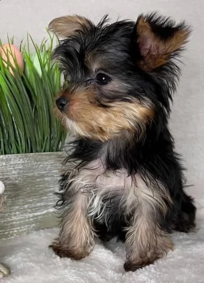 cucciolo di yorkshire terrier 