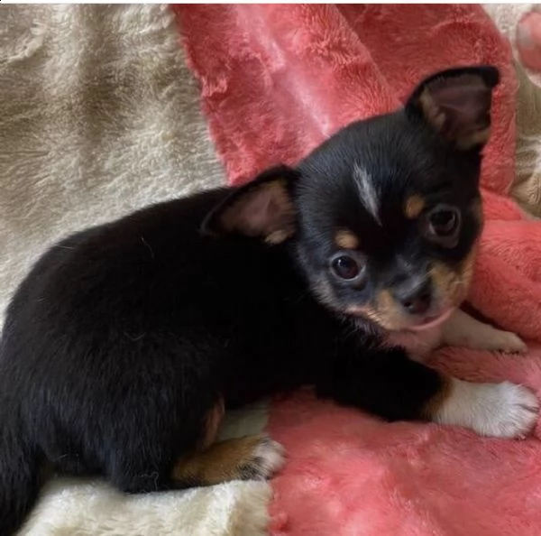 chihuahua lipo ??