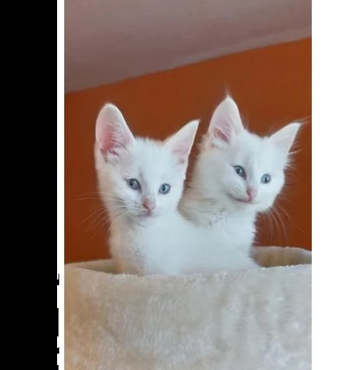 gattini turkish angora disponibili