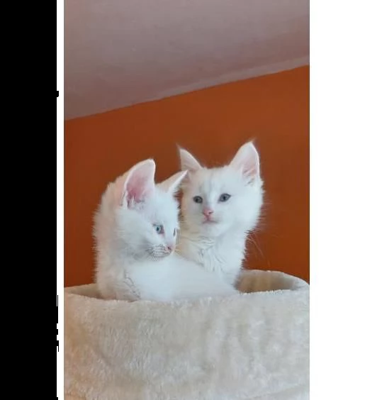 gattini turkish angora disponibili | Foto 0