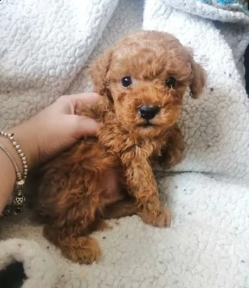 cucciolo di barboncino