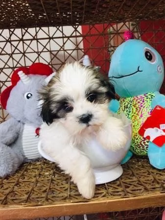   regalo shih-tzu  toy | Foto 0