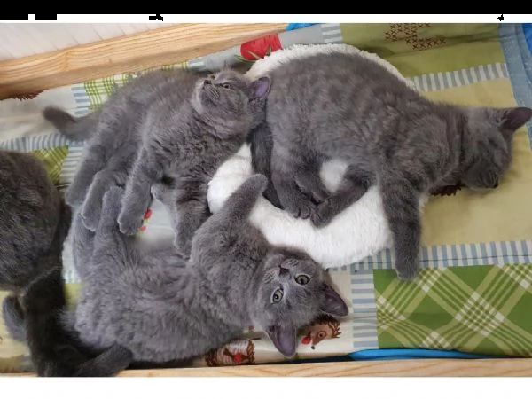 gattini di british blue | Foto 1